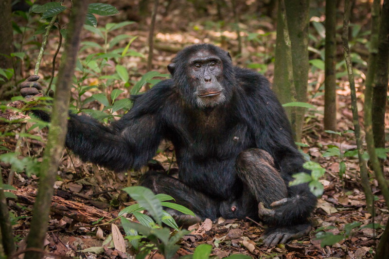 11 Oeganda, Kibale Forest, chimpansee.jpg